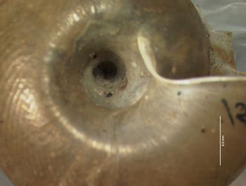 Media type: image; Malacology 156671   Description: Unbilicus of shell;